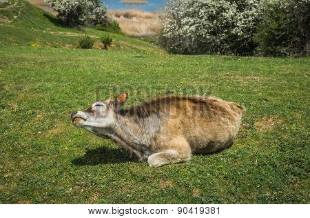 Cows On Island Of St. Ahileos At Lake Prespa, Greece