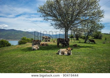 Cows On Island Of St. Ahileos At Lake Prespa, Greece