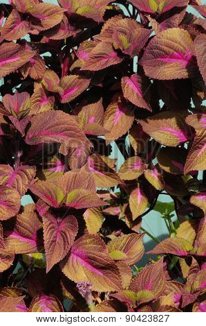 Coleus