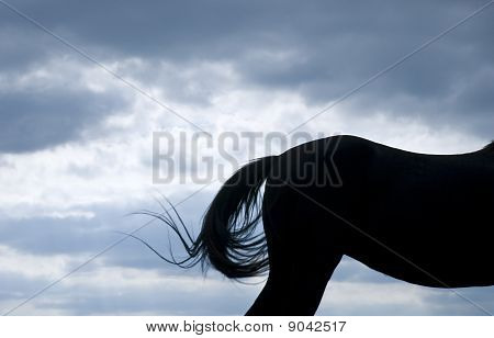 Schönes schwarzes Pferd Silhouette vor einem blauen bewölkten Himmel.