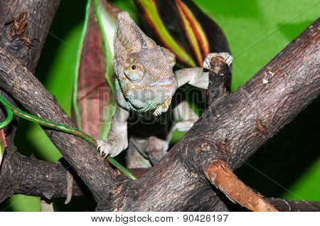 Veiled Chameleon Or Chamaeleo Calyptratus