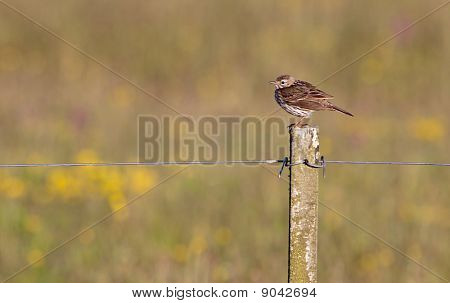 นก Pipit โดว์บนกอง