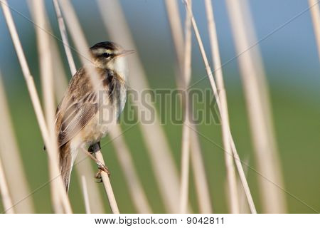 นก pipit ในลิ้น