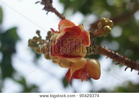 Cannon Balltree Flower for home decor and beautiful garden