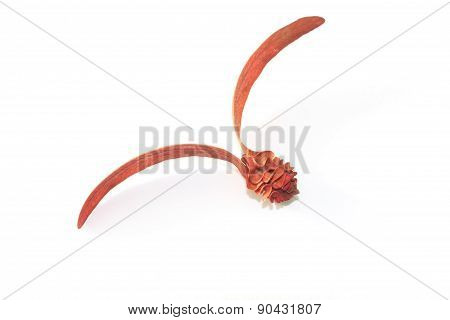 Dipterocarpus alatus flower on a white background
