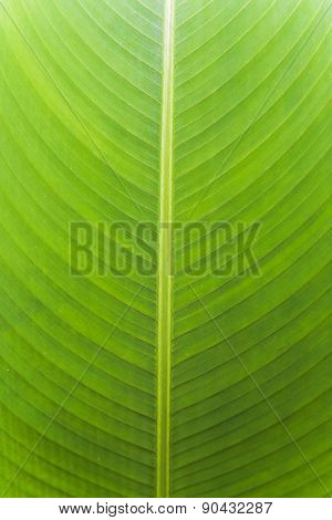 green banana leaf