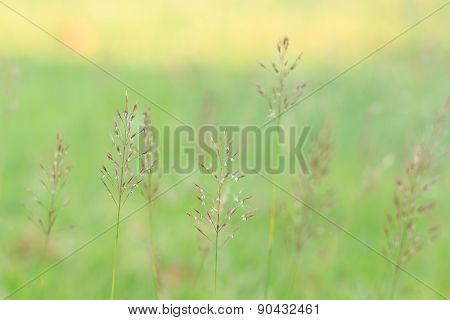 Gold beard grass. Chrysopogon aciculatus (Retz.) Trin. in garden