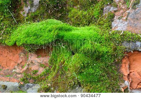 Masonry covered with green moss texture with bricks