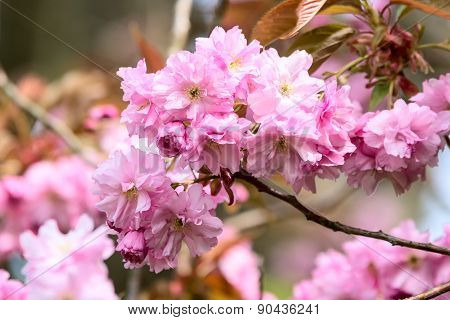 Prunus Serrulata Or Japanese Cherry