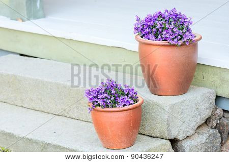 Purple Flowers