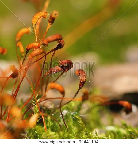 Moss Spores Closeup