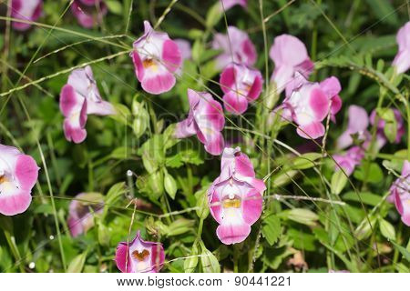 Wishbone flower  for decoration a beautiful garden