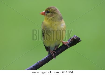 Goldfinchontwig