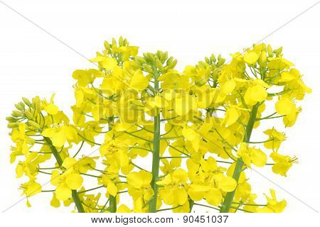 Flower of a rapeseed,