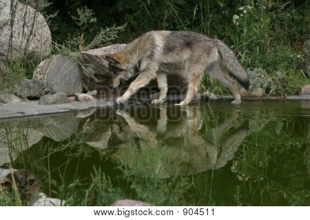 Wolf2