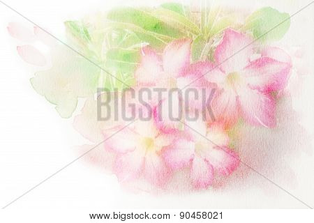 Flower (desert Rose; Impala Lily; Mock Azalea) Watercolor Illustration.