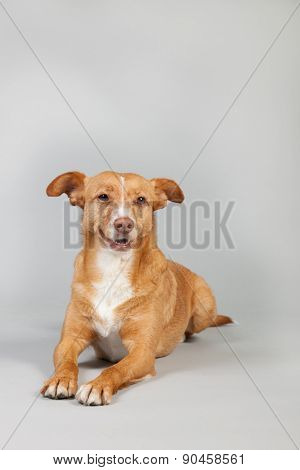 Spanish Podenco Andaluz on grey background