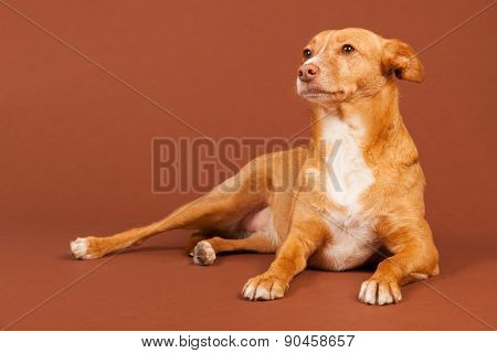 Spanish Podenco Andaluz on beige background