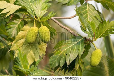 Breadfruit On A Tree