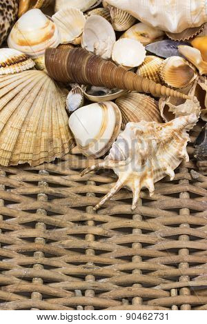 Seashells  In The Upper Side Of Old Wicker Baket. Vertically.