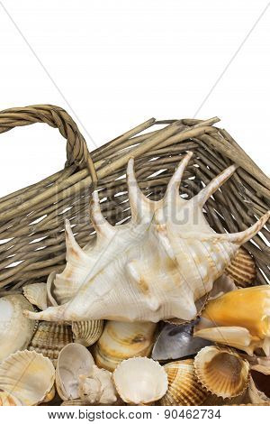 Seashells In Old Wicker Baket Isolated. Vertically.