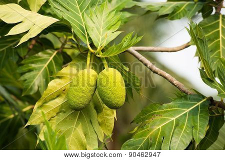 Breadfruit On A Tree