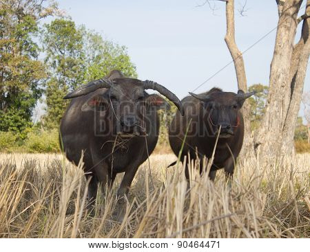Water Buffalo