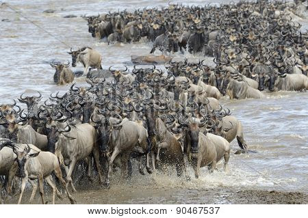 Wildebeest migration