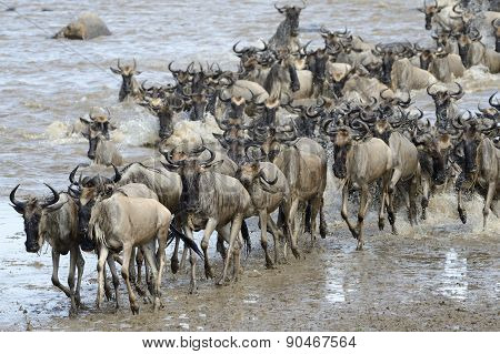 Wildebeest migration
