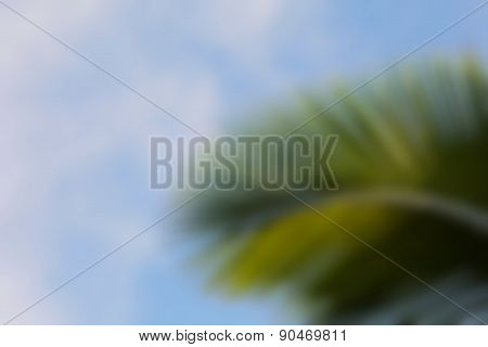 Blurred of coconut leaf