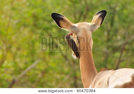 Red-billed Oxpecker picking parasites from an Impala's ear