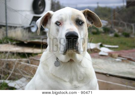 Abby