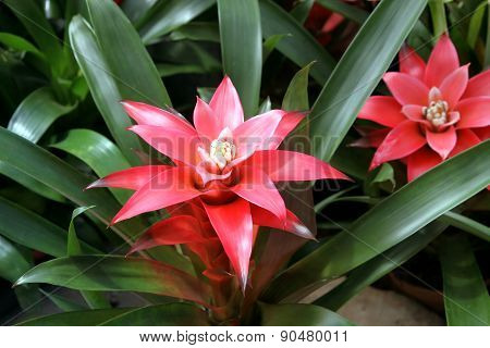 Guzmania Lingulata