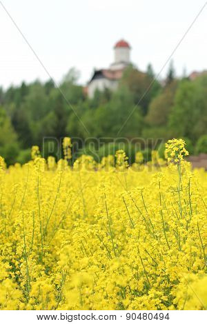 Rape Field