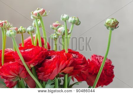 Colorful red bouquet of flowers ranunculus spring