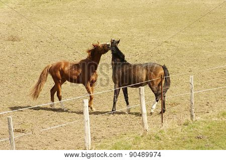 Boisterous horses