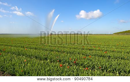Water cannon irrigating a field with tulips in spring