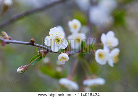 Cherry Tree Flowers Blooming At Spring