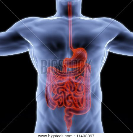 Human Entrails