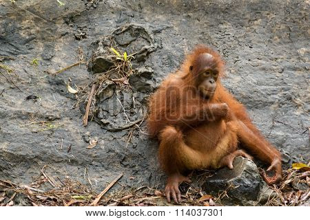 orang utan