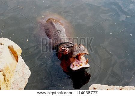hippo