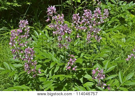 Flowers Fraxinella