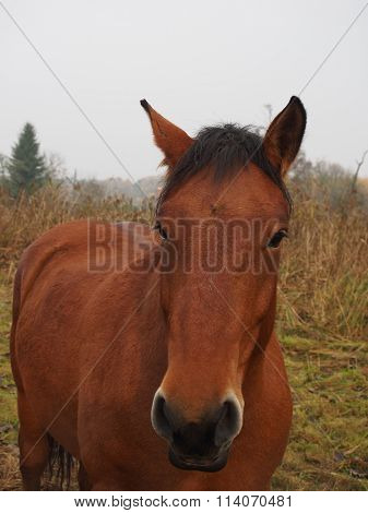 brown horse on froest and sky background