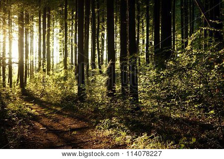 Sunlight And Footpath
