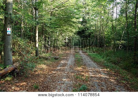 Road In Forest