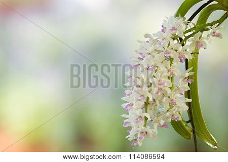 close up of small white purple spot colorful group flowers of the orchid: Rhynchostylis gigantea (Li