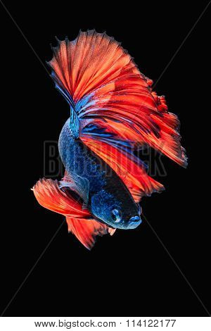 Betta Fish