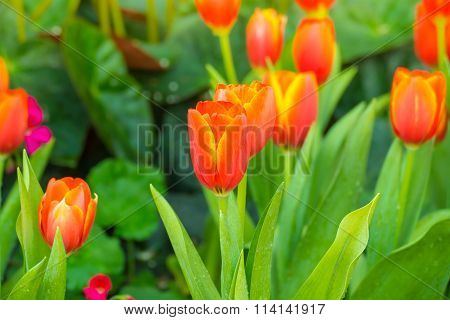 Tulip. Beautiful Bouquet Of Tulips. Colorful Tulips.