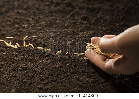 woman hand sowing weat seed
