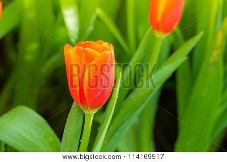 Tulip. Beautiful Bouquet Of Tulips. Colorful Tulips.